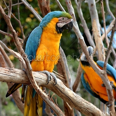 stock photo: blue and gold macaw-Raw Stock Photo ID: 30010