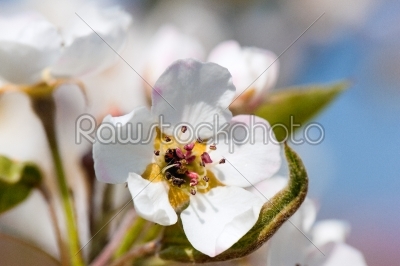 stock photo: flowers and blossom in spring-Raw Stock Photo ID: 39493