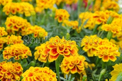stock photo: french marigold flower-Raw Stock Photo ID: 31428