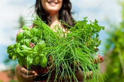 stock photo: gardening in summer  woman with herbs-Raw Stock Photo ID: 42274
