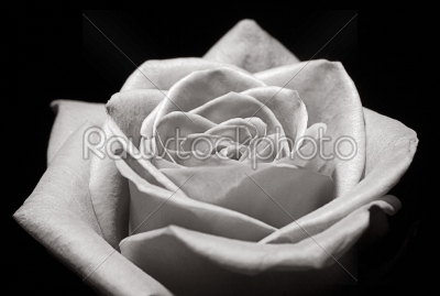 stock photo: rose closeup-Raw Stock Photo ID: 34257