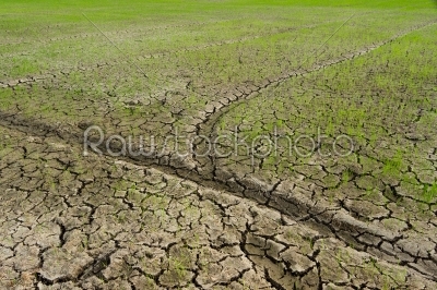 stock photo: sapling in the dry mud-Raw Stock Photo ID: 23414