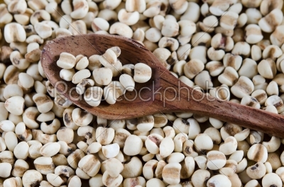  chinese pearl  barley on spoon