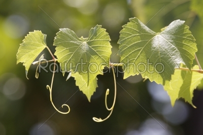  leaves of a vine in a vineyard on  blue sky