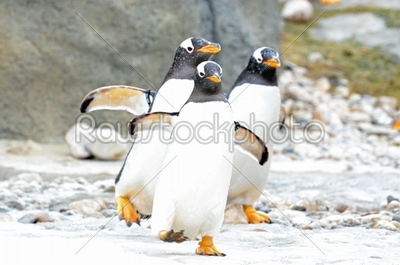 3 penguins walking