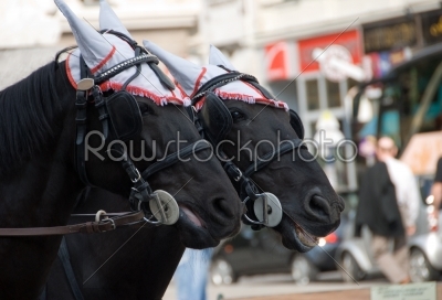 A pair of black horses