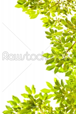 abstract of leaves