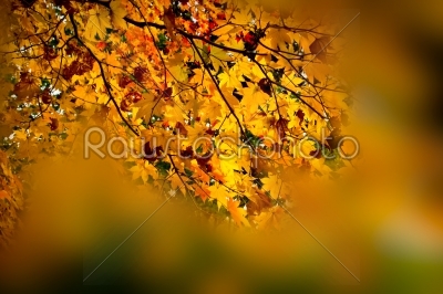 abstract of processed maple leaves