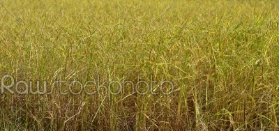 Autumn rice field