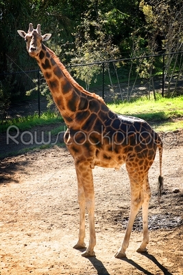 Baringo Giraffe 