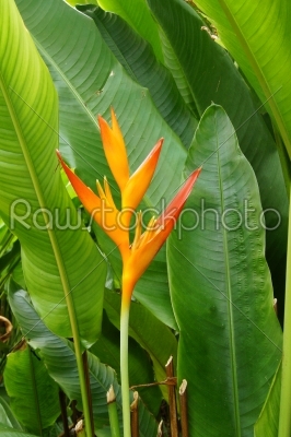 beautiful Heliconia flower blooming in vivid colors