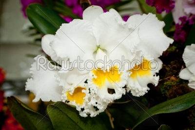 beautiful white orchid of Thailand