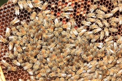 bees inside the hive 
