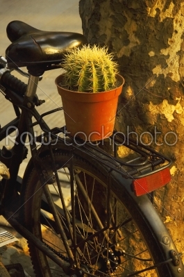 bicycle and plant