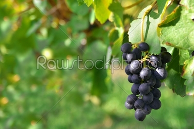 Black grapes on a vine
