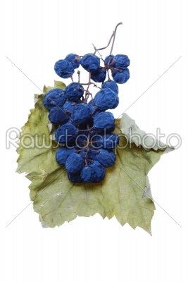 Blue grape cluster as raisin with leaves  
