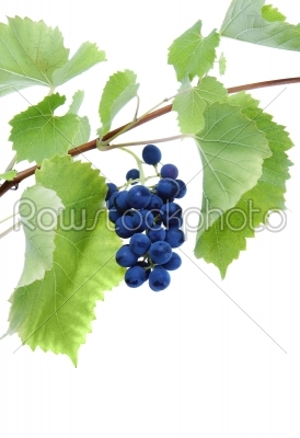 Blue grape cluster with leaves  