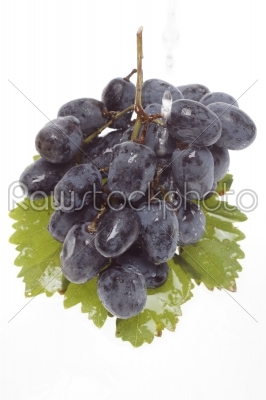 Blue grape cluster with leaves  