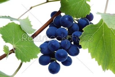 Blue grape cluster with leaves