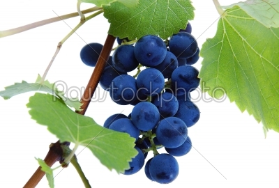 Blue grape cluster with leaves