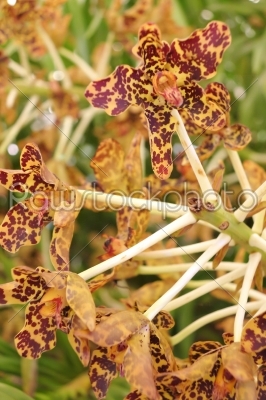 brown orchid
