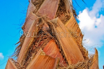 brown palm bark on a beautiful blue sky