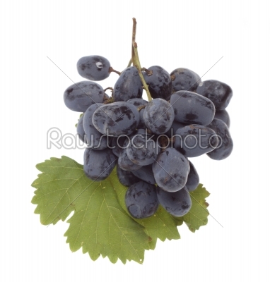 Bulgarian blue grape cluster with leaves  