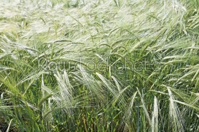 Bulgarian Golden wheat growing in a farm field