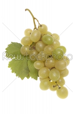 Bulgarian white grape cluster with leaves  