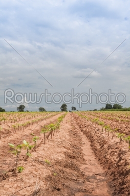 casava early growth in the field by the countryside,Nakhonratcha
