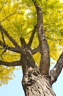 chinese tree