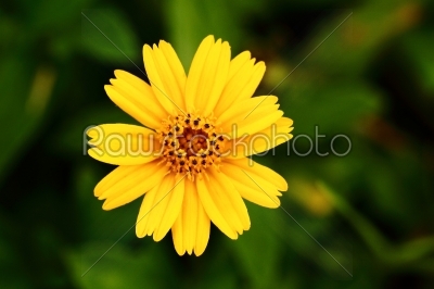 close up of a yellow flower with copy space