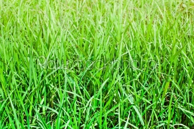 Close up of fresh thick grass in sunlight.
