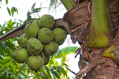 coconut bunch on tree
