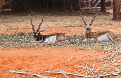 couple of male impala or an antelope a kind of deer in relax can