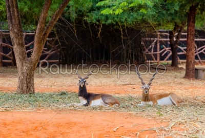 couple of male impala or an antelope a kind of deer in relax can