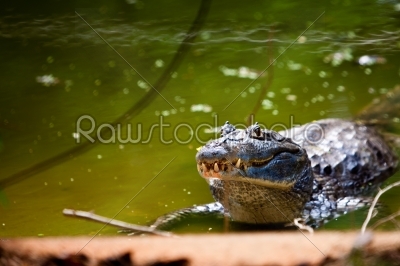 Crocodylus siamensis 