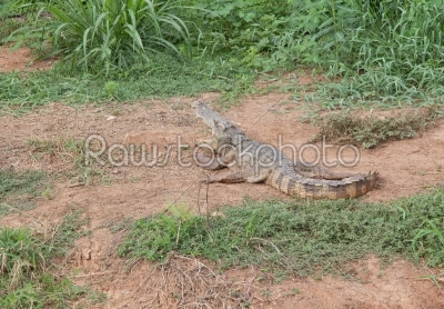 Crocodylus siamensis : Freshwater or Siamese Crocodile in nature