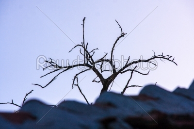 Dead tree branch  isolated on sky background
