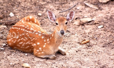 Deer animal