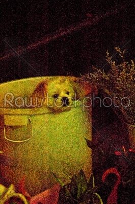 dog in a bucket