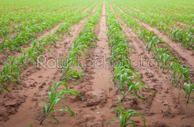 early grow corn feild after rain