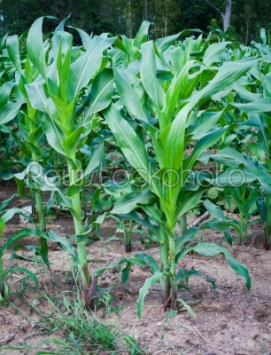 early grow corn field after rain 