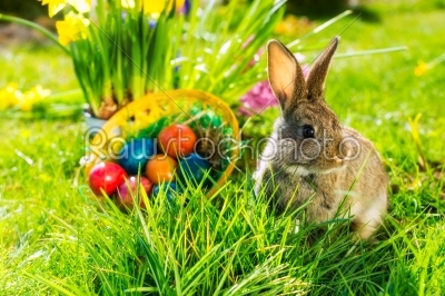 Easter bunny on meadow with basket and eggs