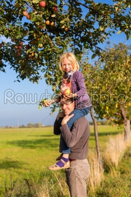 Father and daughter picking apple in autumn or fall