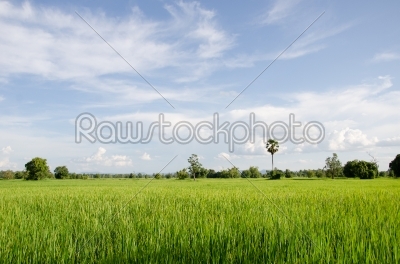 field in rural