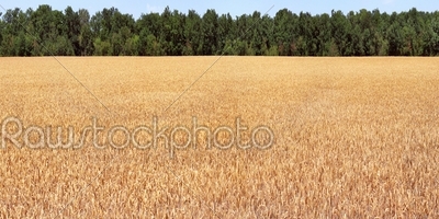 Field wheat