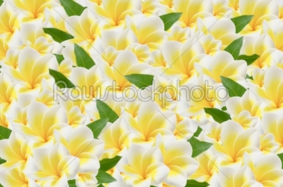 frangipani background