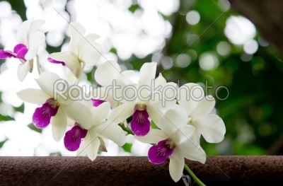 fresh orchid in garden