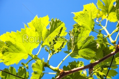 Fresh tip of grapevine branch